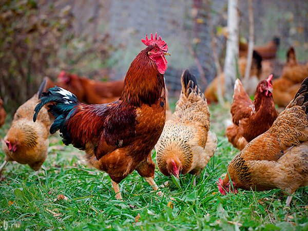 Породы куриц | ЗооТом - продажа, вязка и услуги для животных в Грайвороне