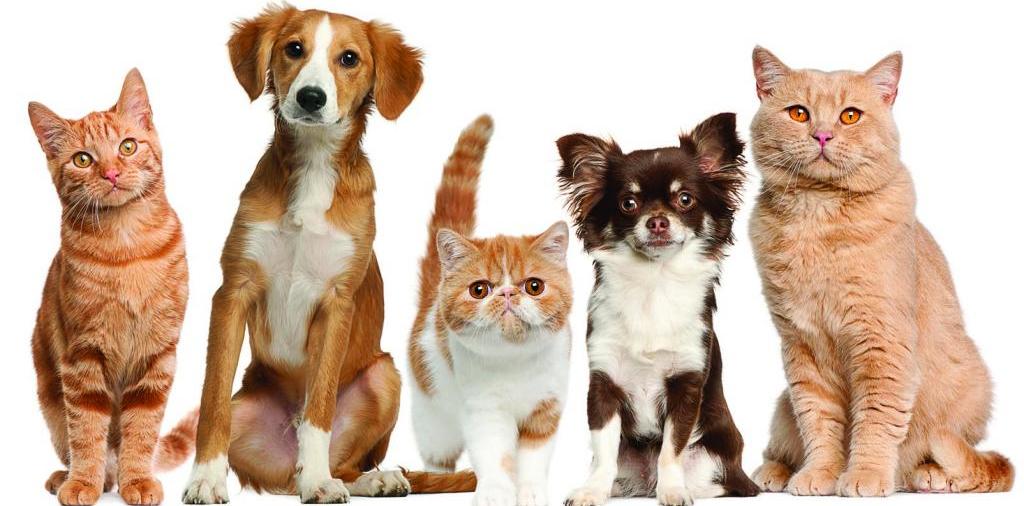 Доска объявлений о животных | ЗооТом - продажа, вязка и услуги для животных в Грайвороне