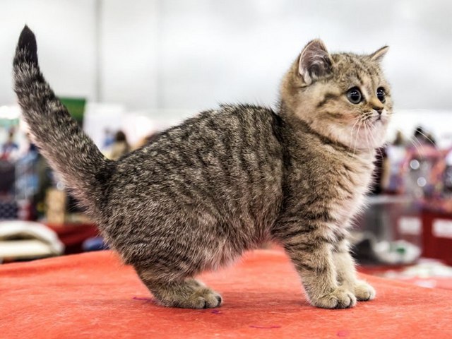 Породы кошек в Грайвороне | ЗооТом портал о животных