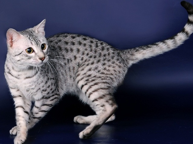 Породы кошек в Грайвороне | ЗооТом портал о животных