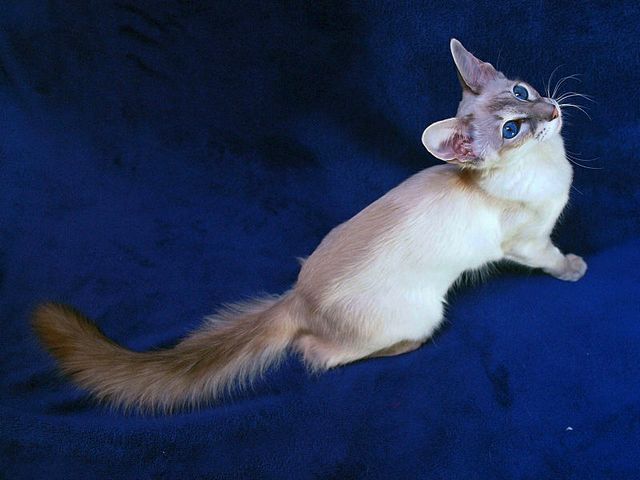 Выведенные породы кошек в Грайвороне | ЗооТом портал о животных
