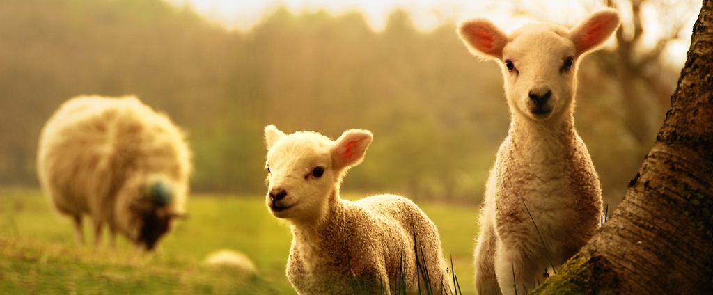 Объявления о сельскохозяйственных животных | ЗооТом - продажа, вязка и услуги для животных в Грайвороне