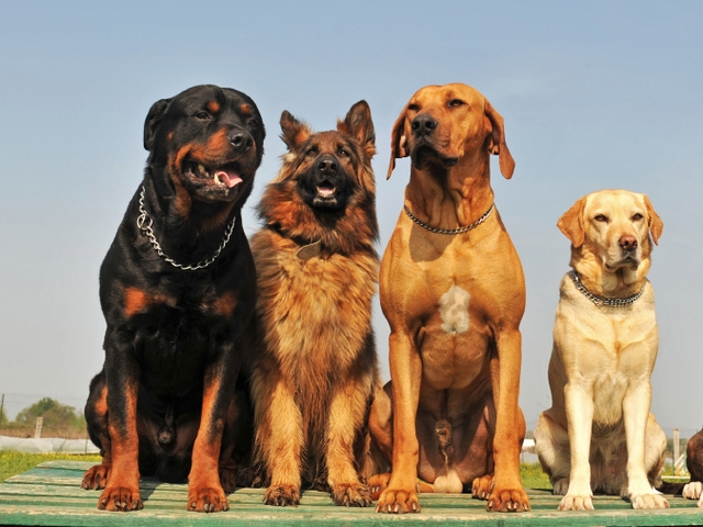 Крупные породы собак в Грайвороне | ЗооТом портал о животных