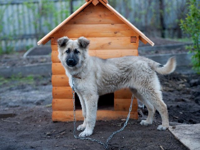 Все о собаках в Грайвороне Все о собаках в Грайвороне